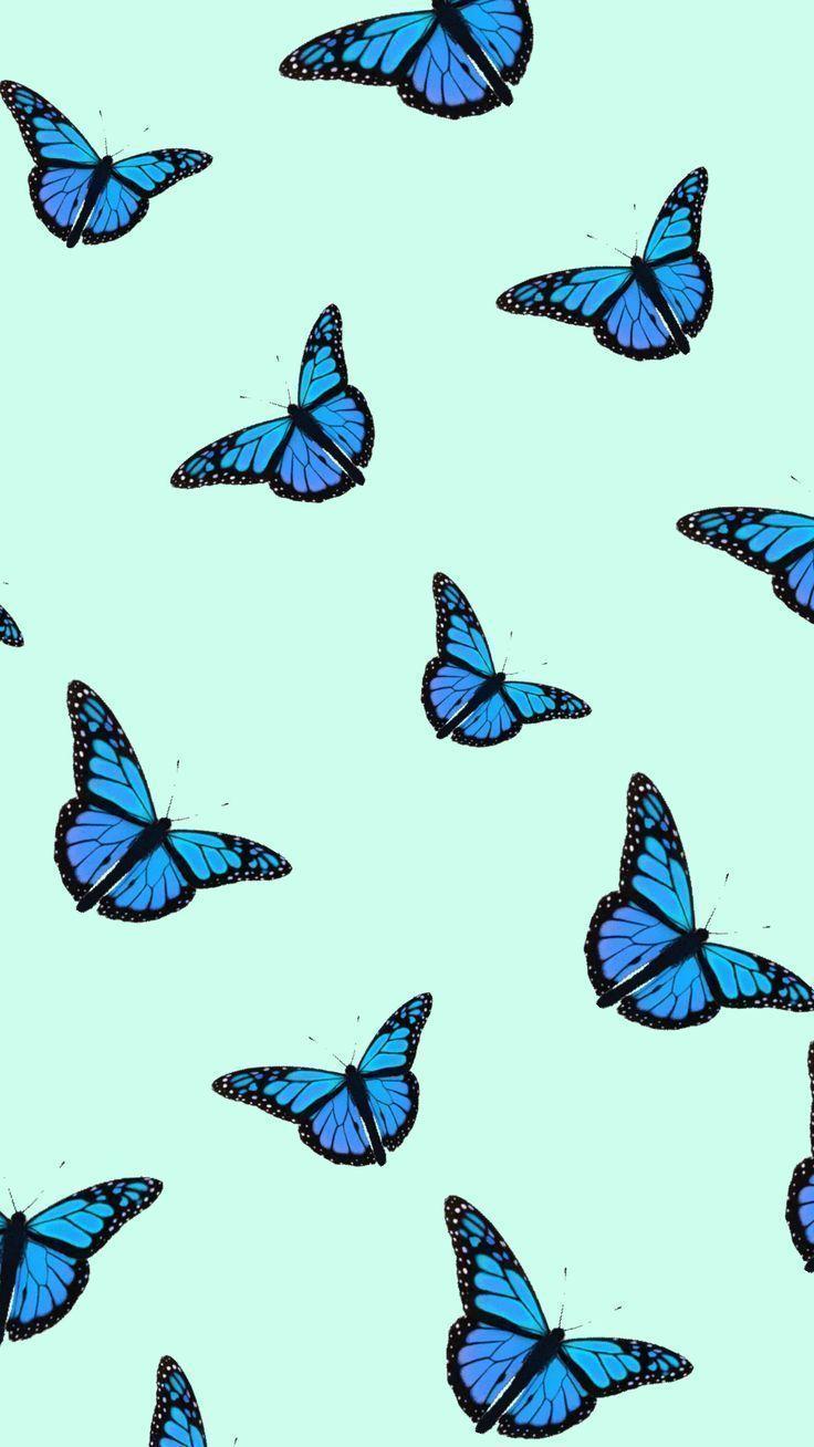 Light Blue Butterfly Wallpaper  JPG  Templatenet