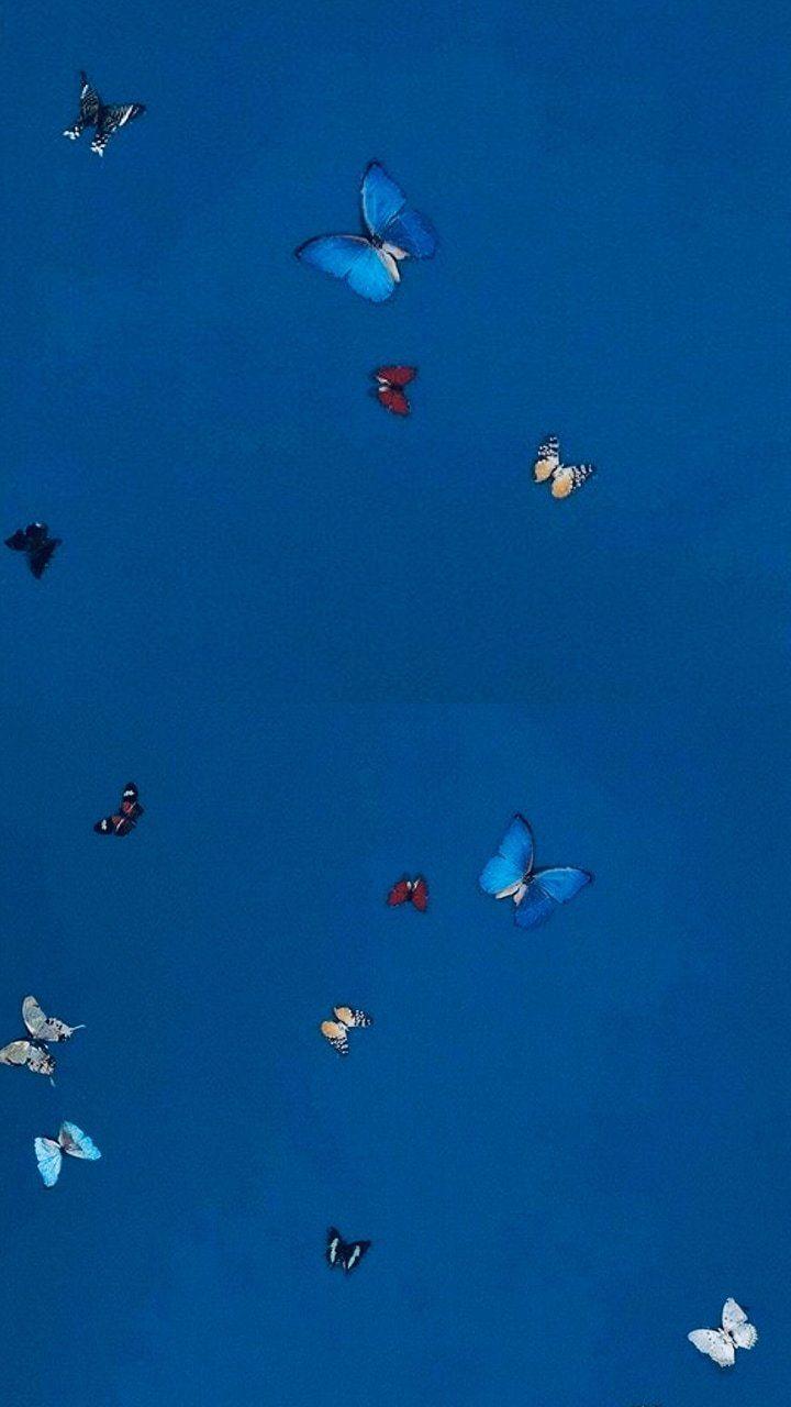 Blue Butterfly Aesthetic Wallpapers - Top Những Hình Ảnh Đẹp