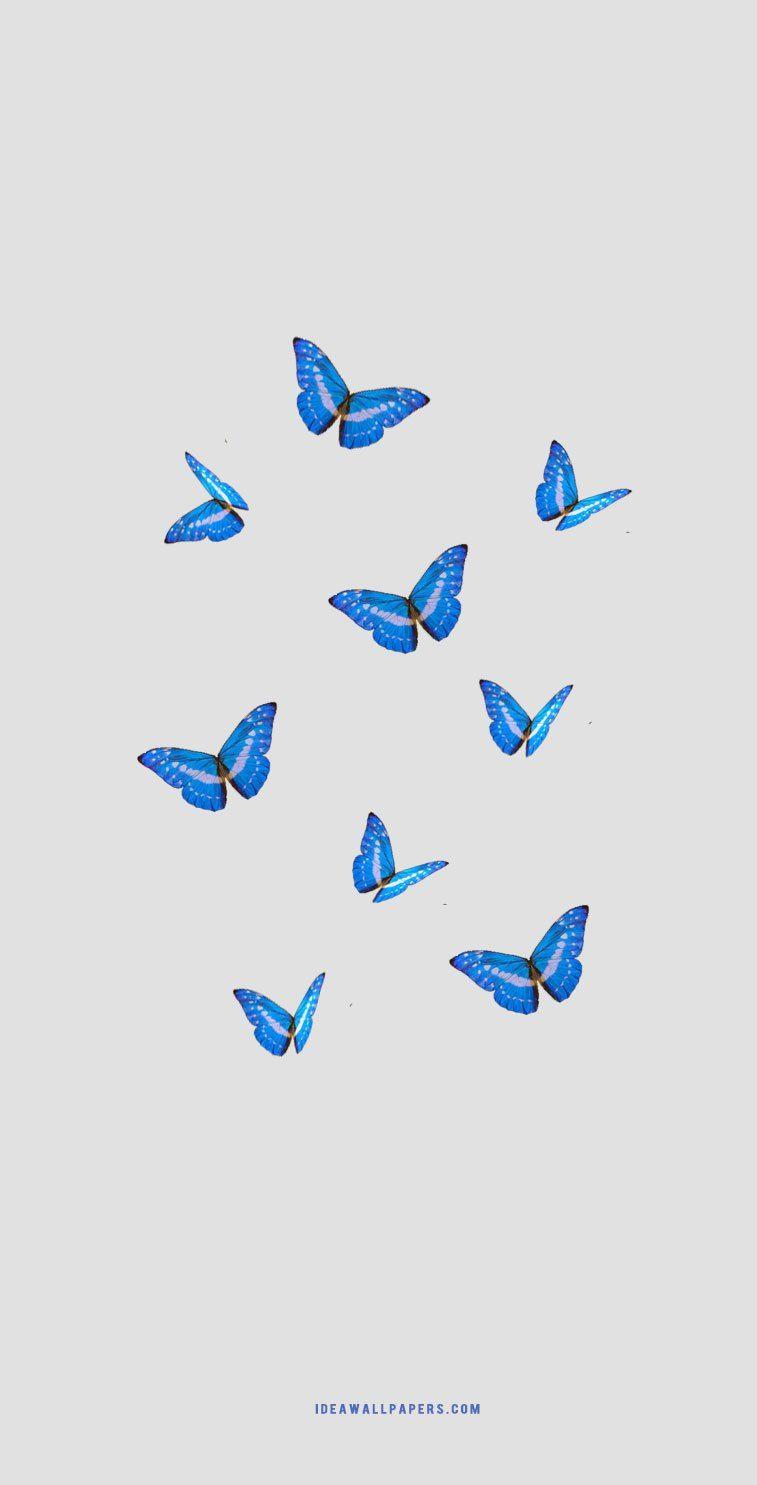 Download Feel blue Let this vibrant purple butterfly brighten your day  Wallpaper  Wallpaperscom