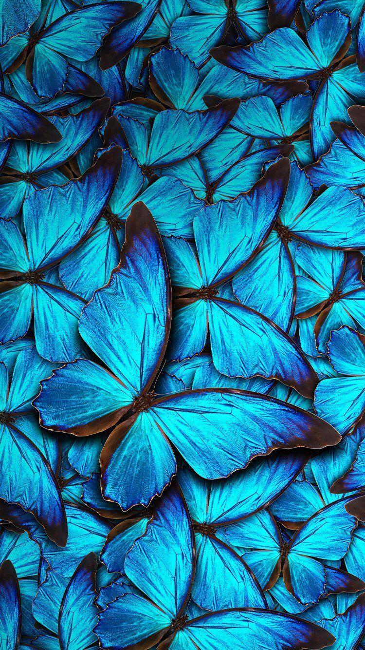 Hình nền con bướm xanh 750x1334