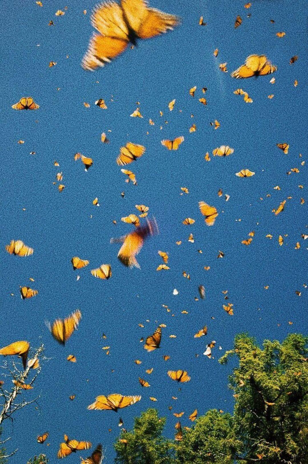1080x1623 Thiết kế thẩm mỹ Hình nền con bướm đẹp màu cam