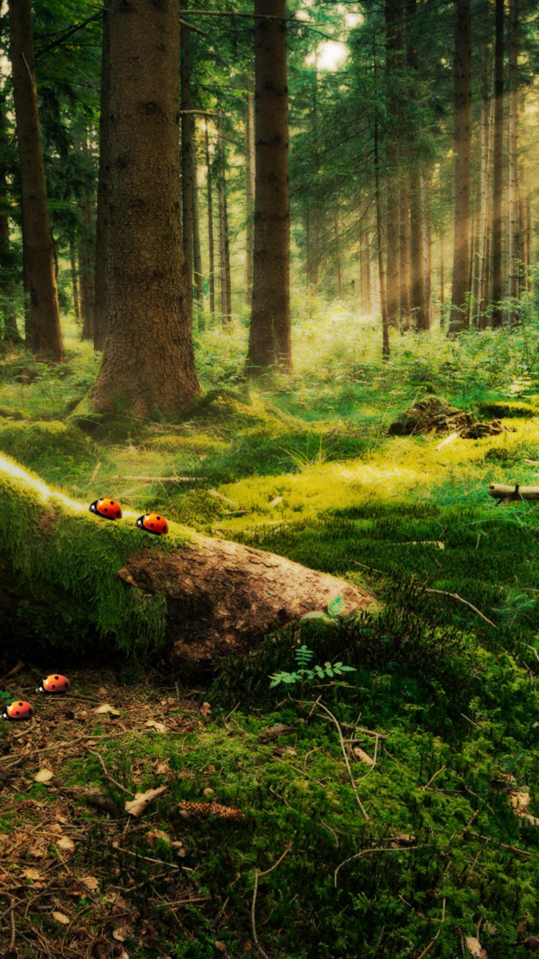 1080x1920 Enchanted Forest HD Wallpaper. HD Wallpaper Download