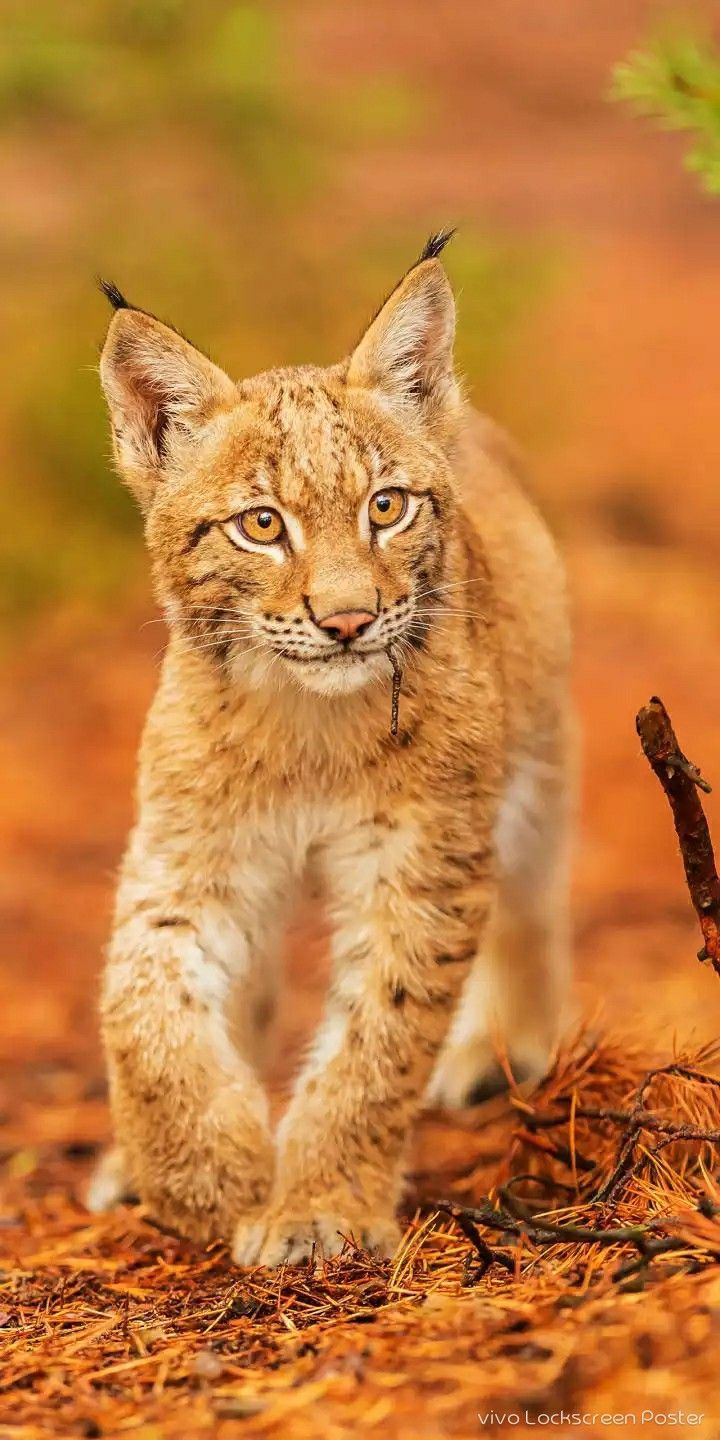 720x1440 Adorable Baby Lynx Walking in the Wild. Lynx photo wallpaper, Lynx cat wallpaper, Iberian lynx wallpaper