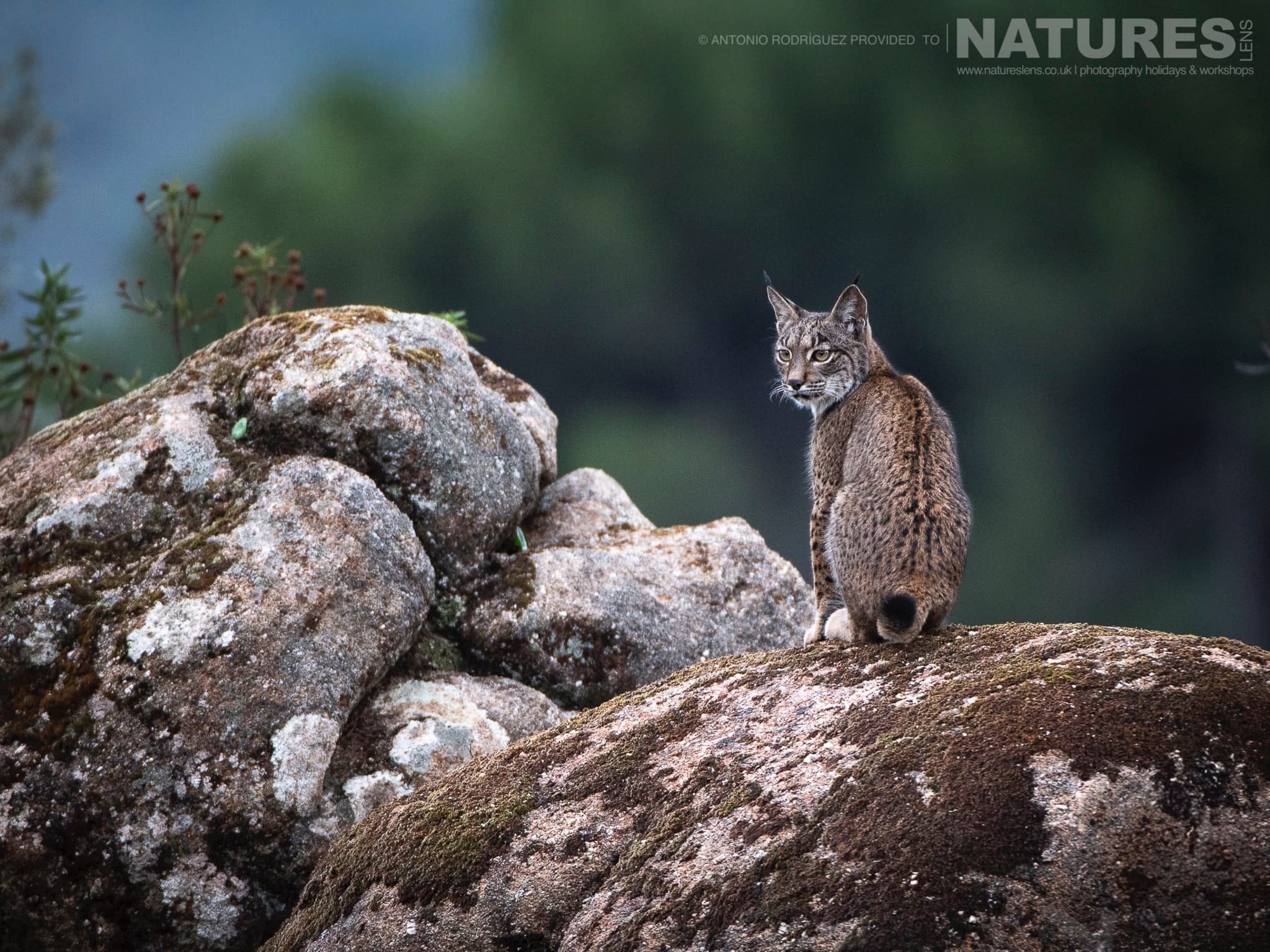 2048x1536 Iberian Lynx In Summer Hide Based Lynx Image
