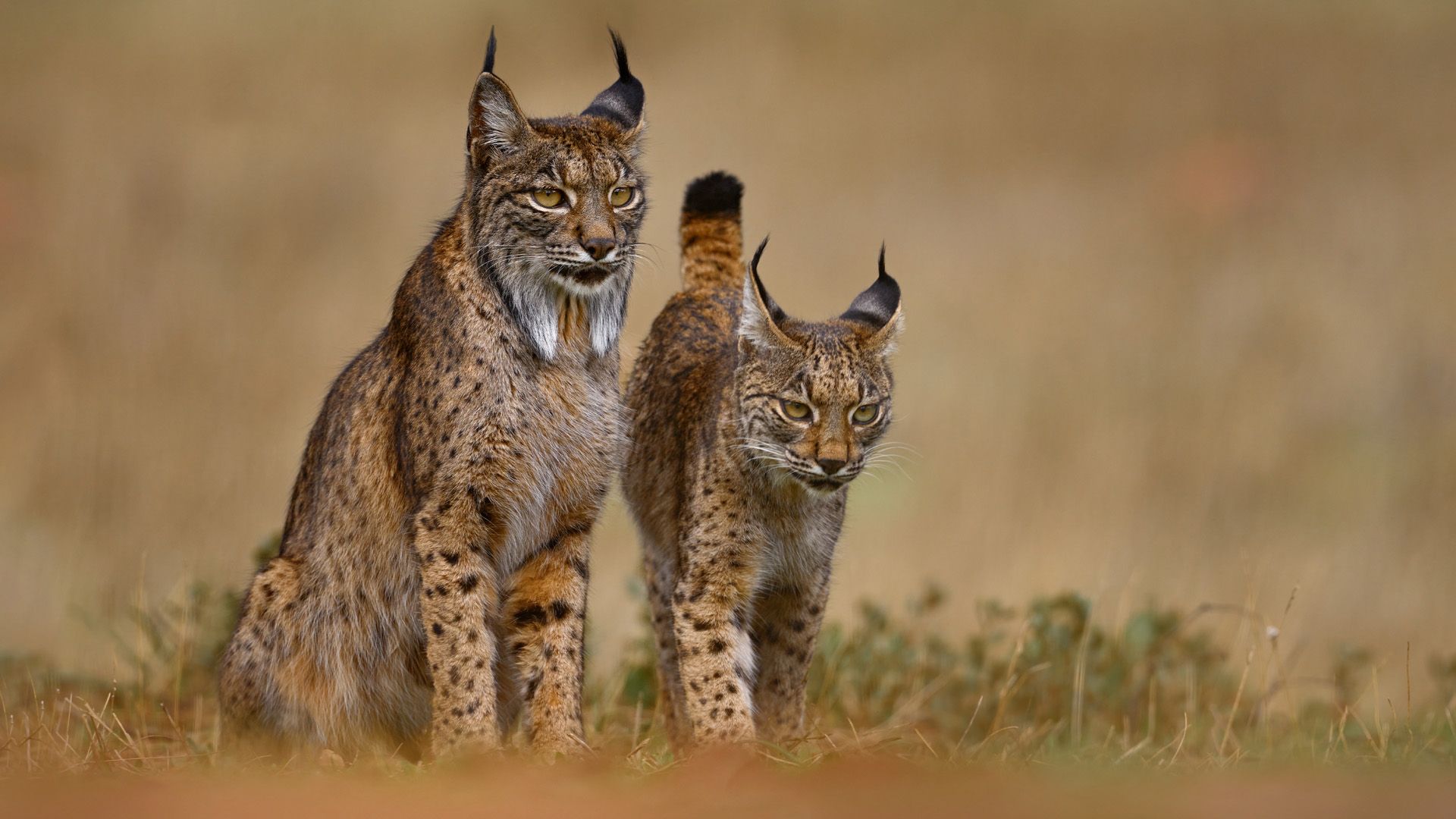 1920x1080 The Iberian Lynx Makes a Remarkable Recovery in Portugal