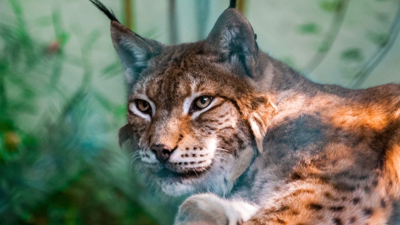 1280x719 Saving the Iberian Lynx in Portugal: A Wildlife Recovery Story