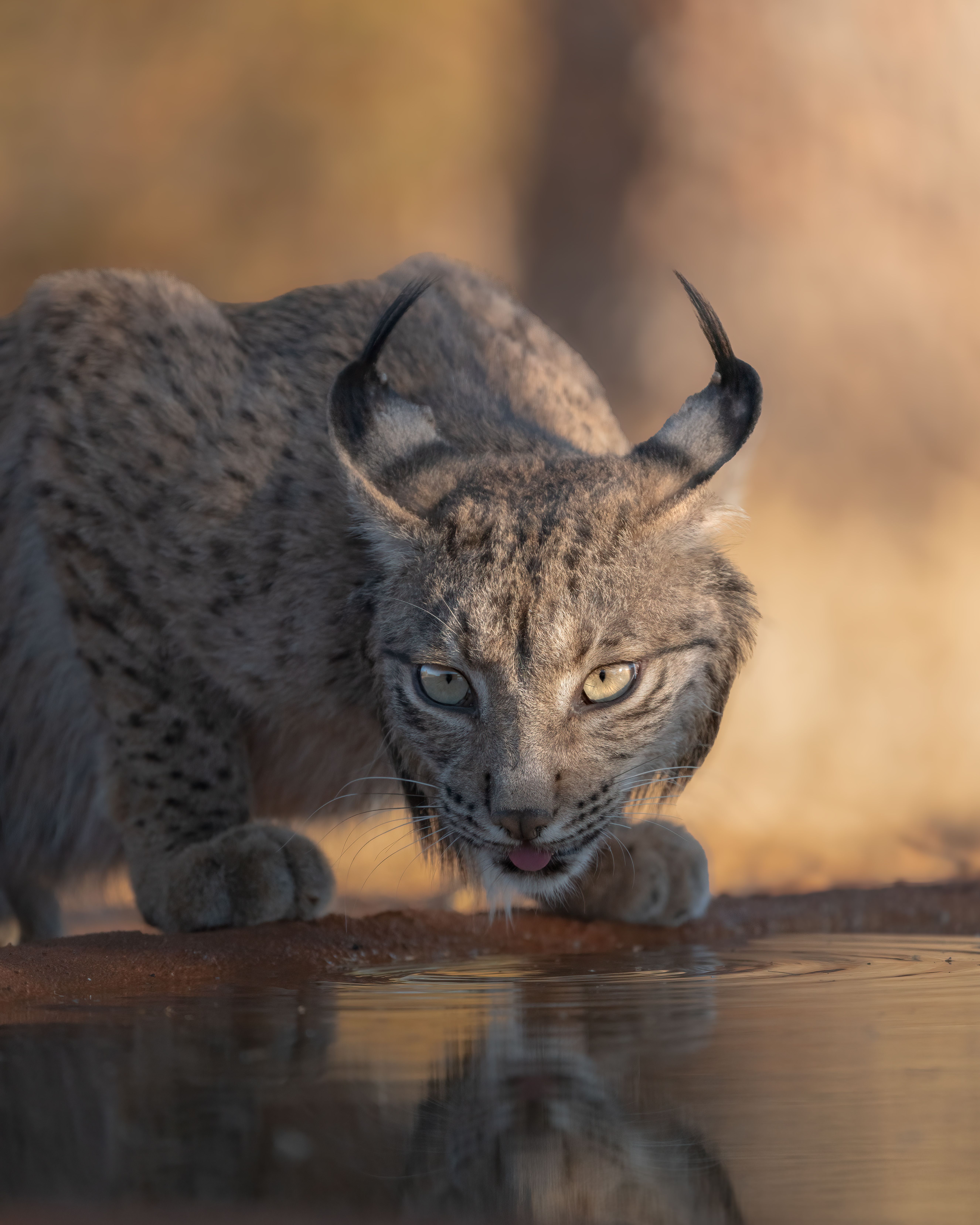 5304x6630 Lynx in Nature · Free