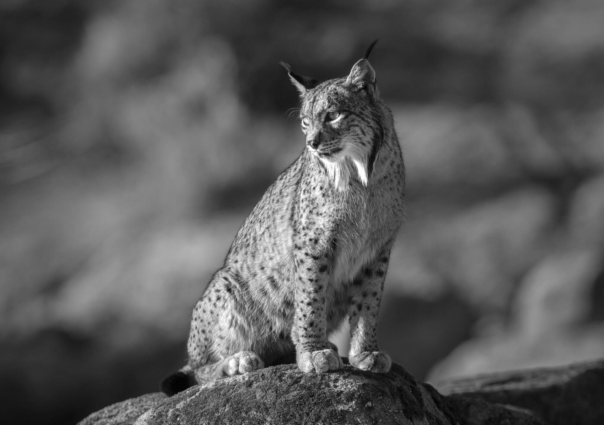 2000x1408 The Iberian Lynx and a Rewilding of an Anarchist Mystic