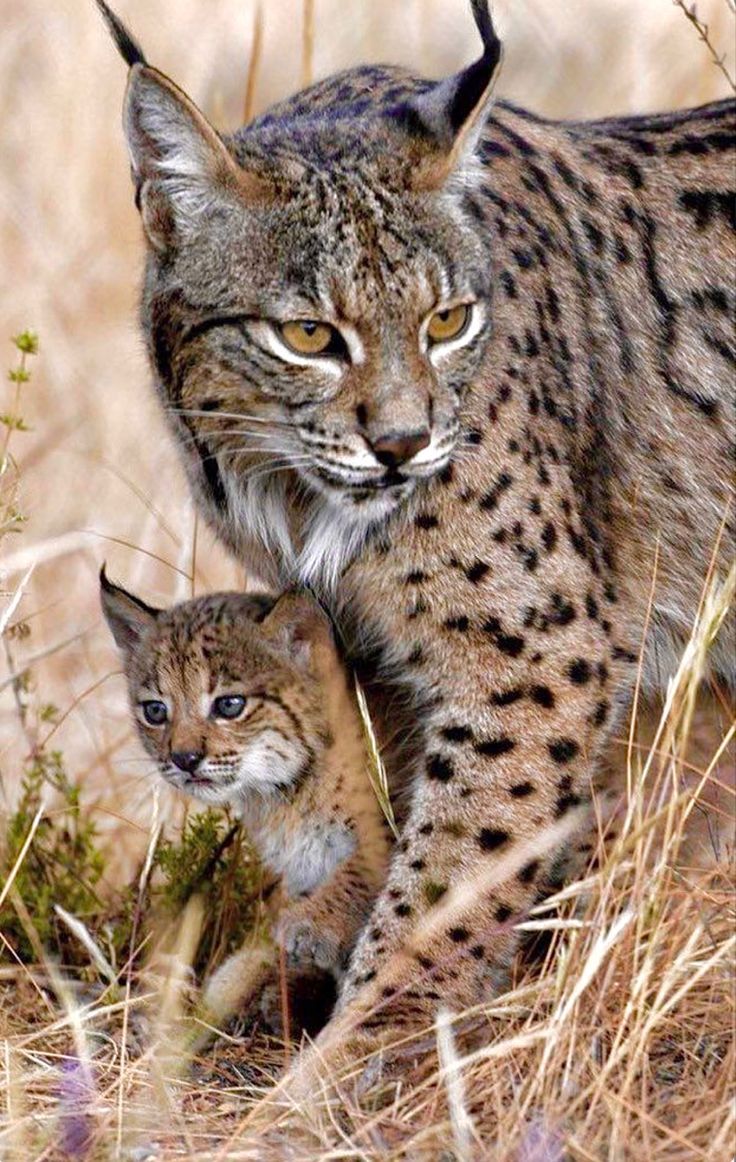 736x1162 Iberian Lynx Mother and Kitten