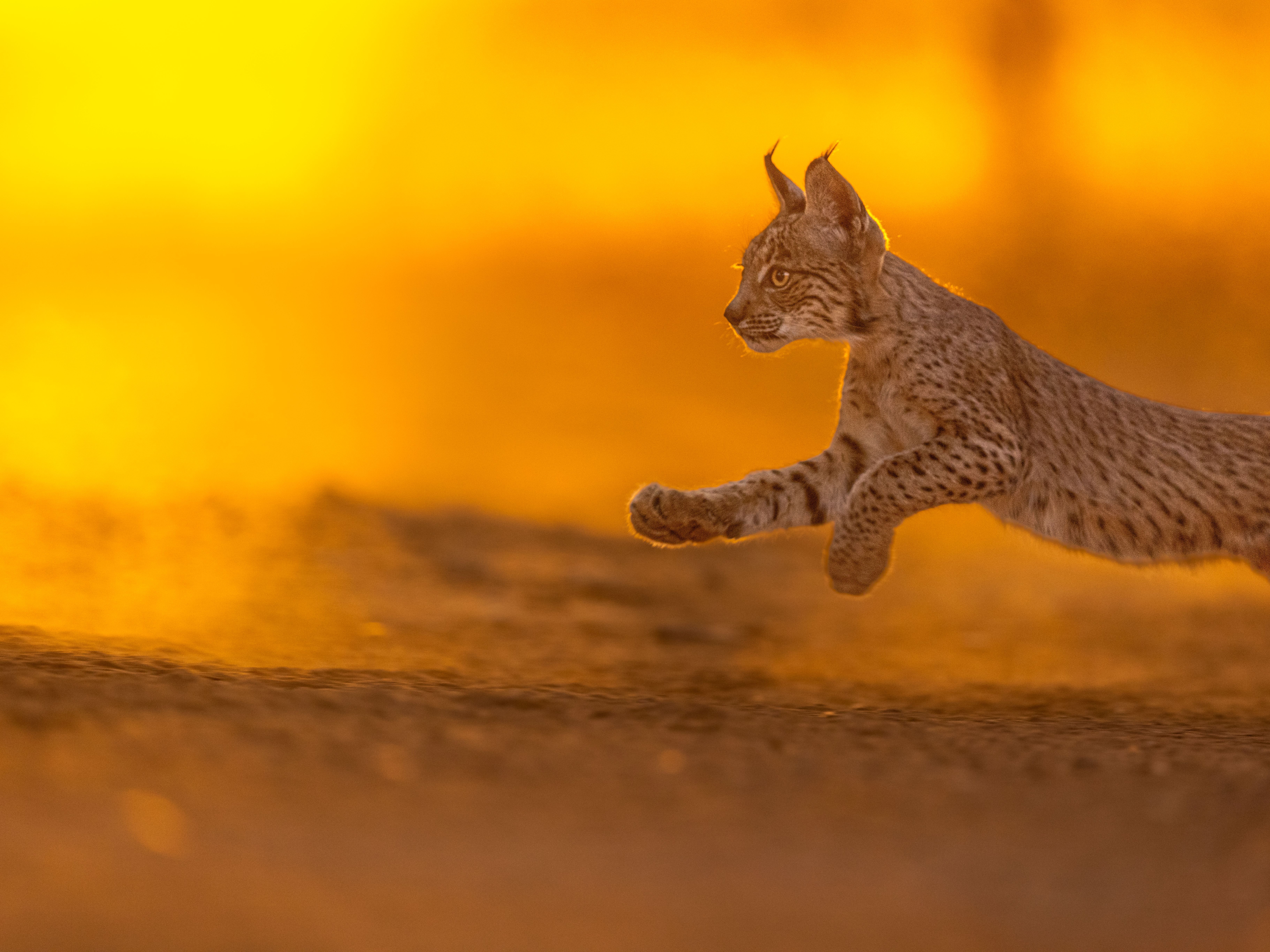 7285x5464 Capturing the Jump of an Iberian Lynx at Sunset · Free