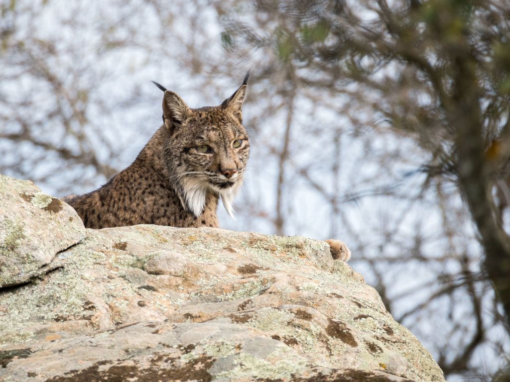 1024x768 Help the Iberian lynx survive in the wild