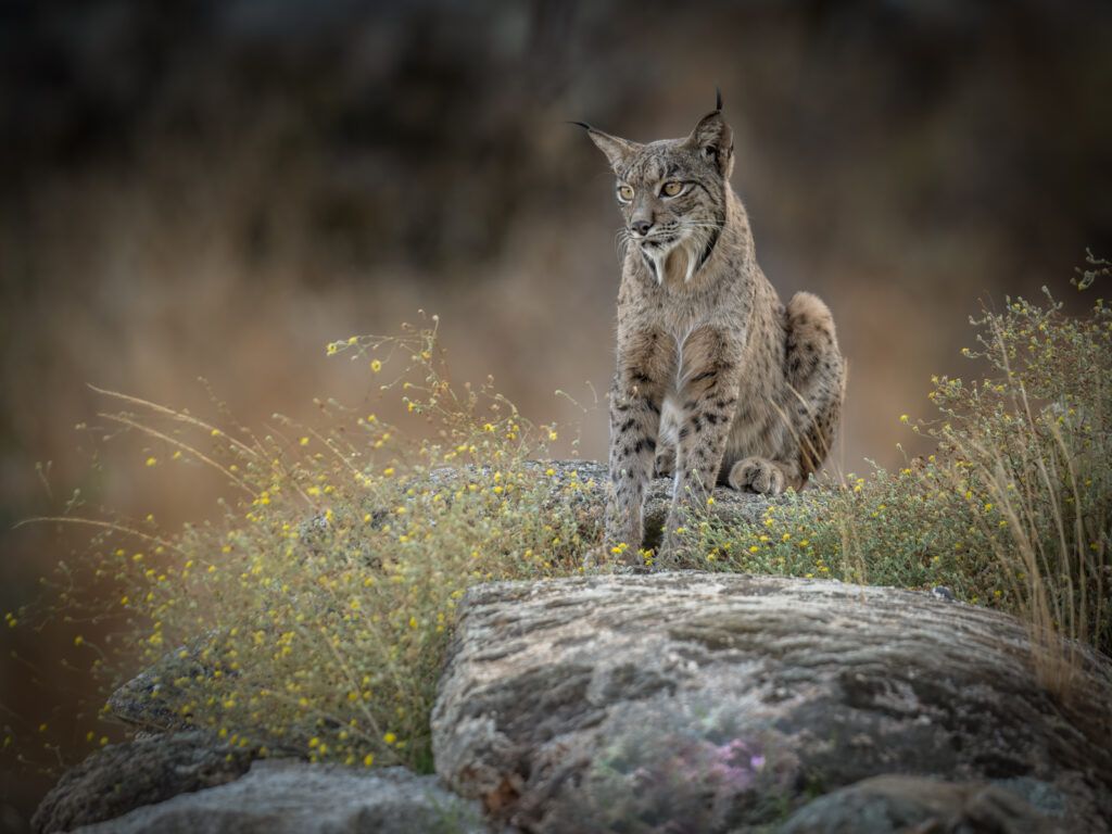 1024x768 Iberian Lynx, Southern Spain Jones Wildlife Photography