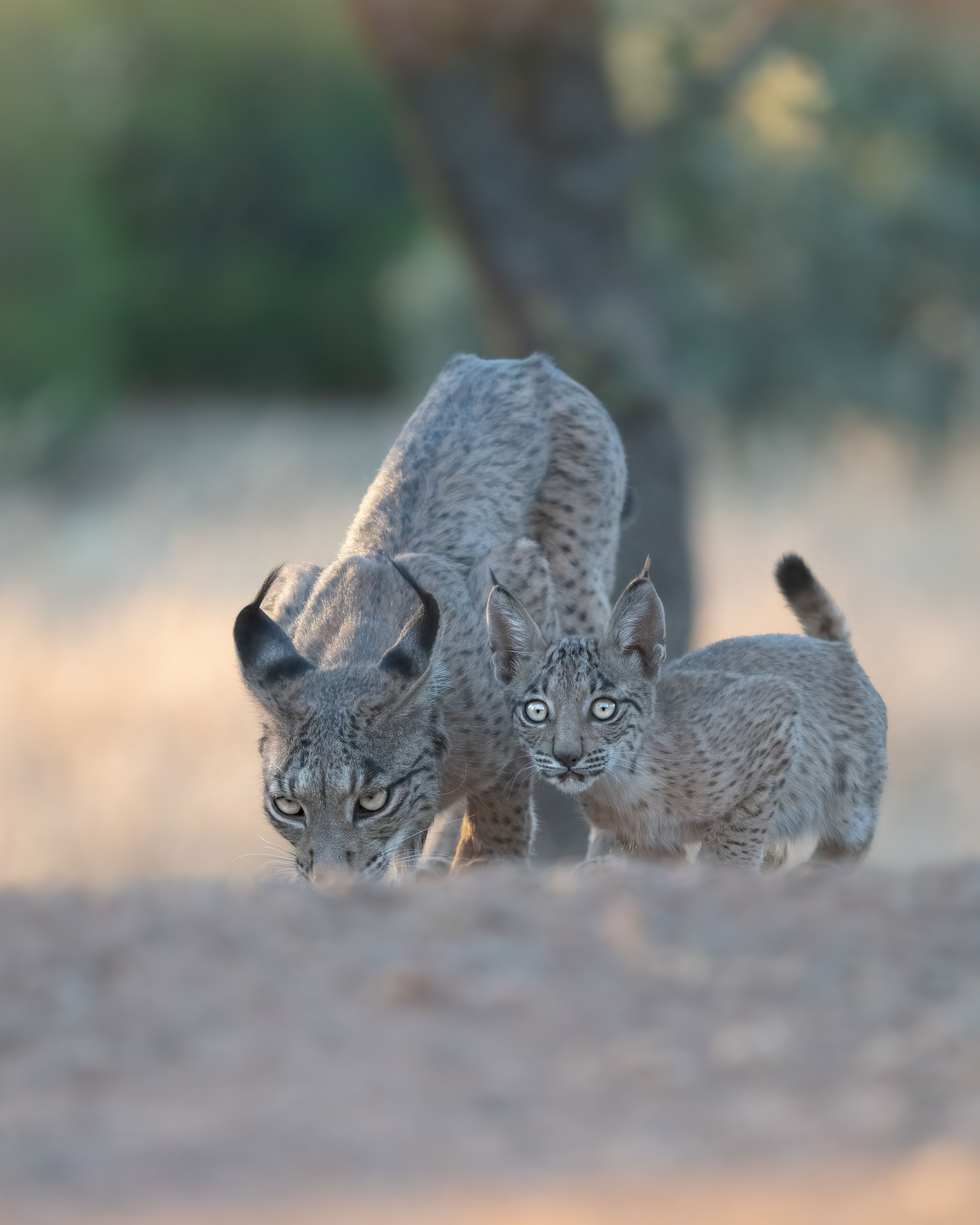 5004x6255 Iberian Lynx Photo, Download The BEST Free Iberian Lynx & HD Image