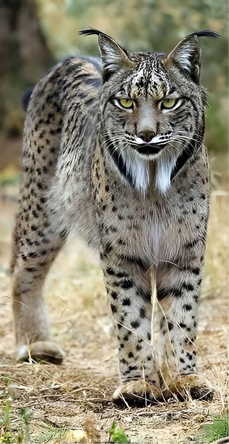 736x1428 Iberian Lynx