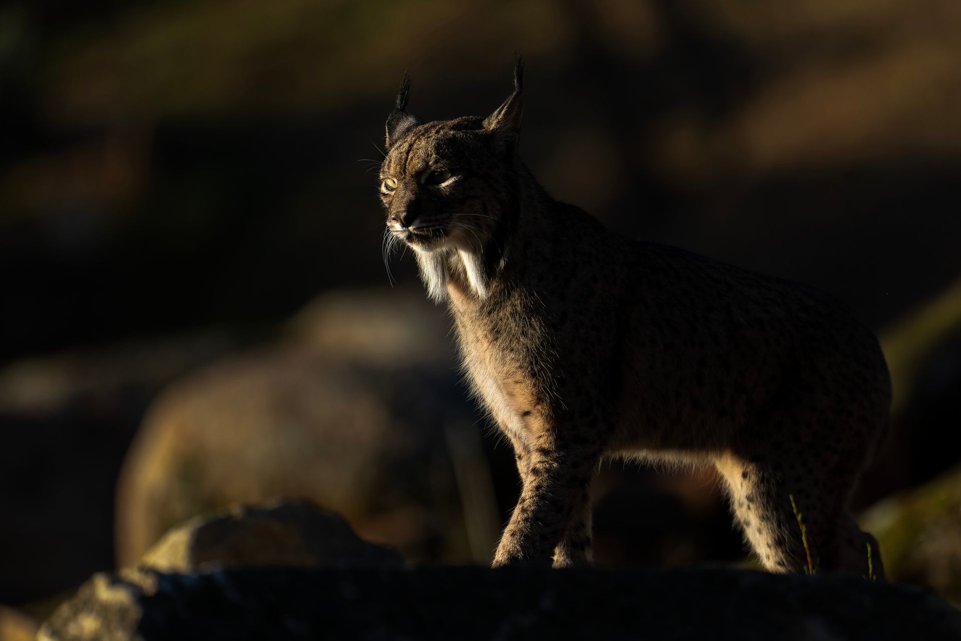 1920x1280 Iberian Lynx (individual photo trip). Wildpix Travel EN