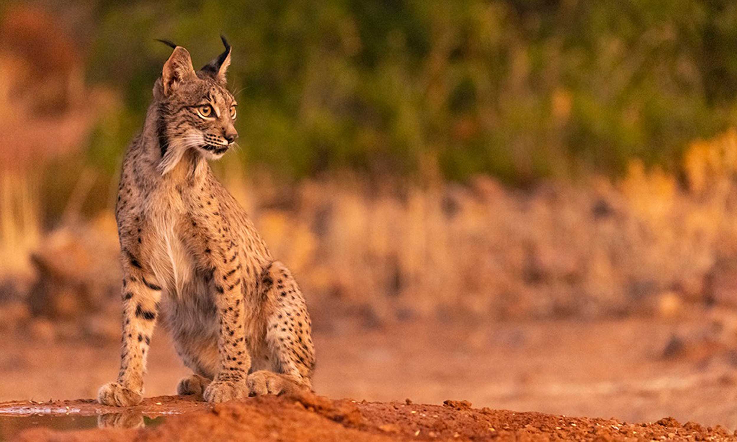 2500x1500 Iberian Lynx Quest and Rainforest Tours