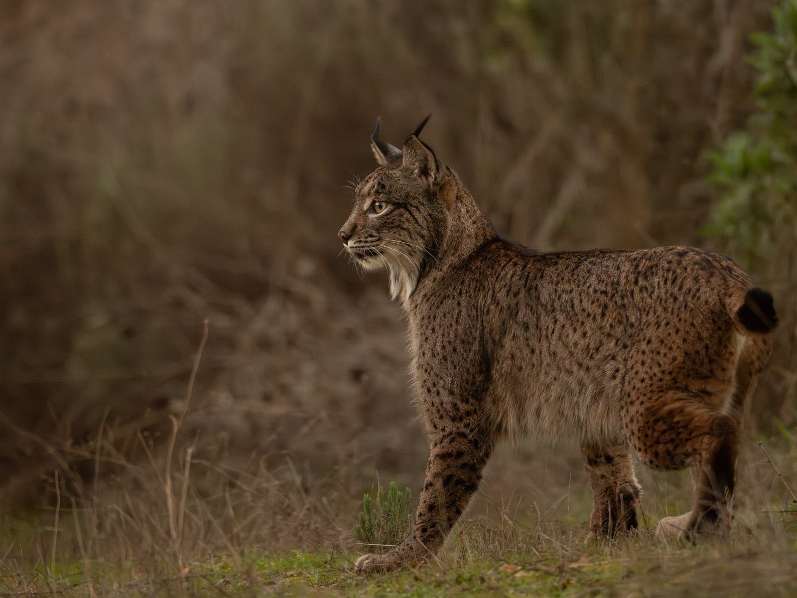 1600x1200 WINGS Birding Tours to Spain: Birding in the Land of the Lynx