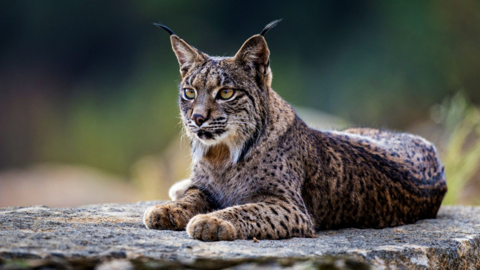 1600x900 Rare White Iberian Lynx Captured on Film