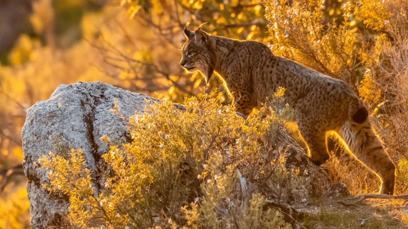 1600x900 Exploring the Spanish Wildlife and Its 11 Emblematic Animals