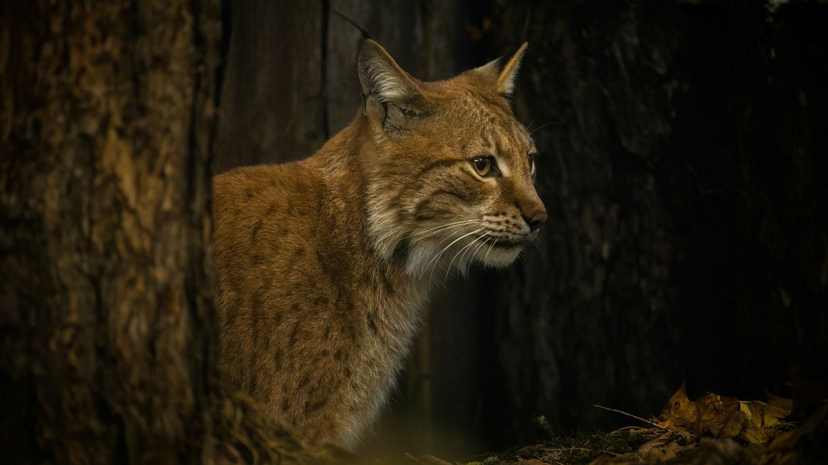 1200x675 Greatest recovery of a cat species ever achieved': Iberian Lynx is no longer on brink of extinction