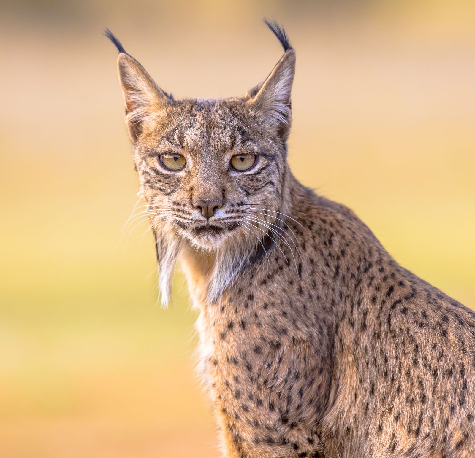 1600x1544 Iberian lynx. Wild Cat, Distribution, Status, Physical Features, Behavior, & Facts
