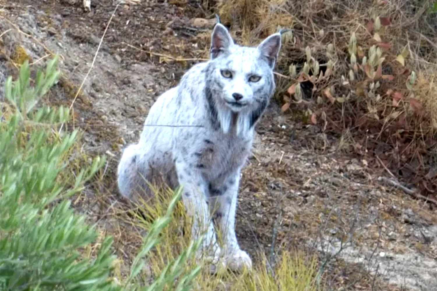 1500x1000 Extremely Rare White Iberian Lynx Caught on Camera