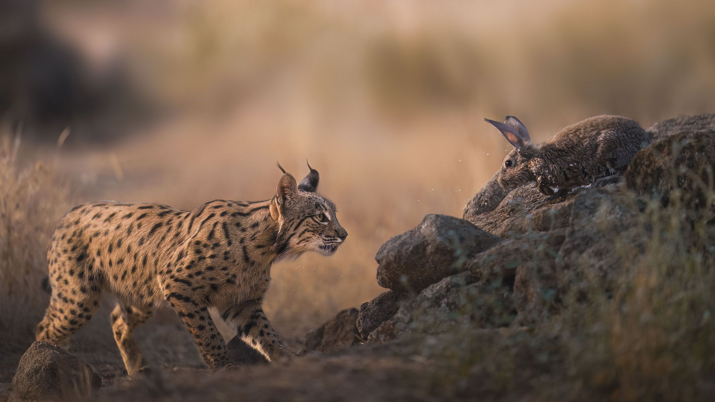 2500x1406 It is much more than showing picture of animals. It is about evoking emotion'