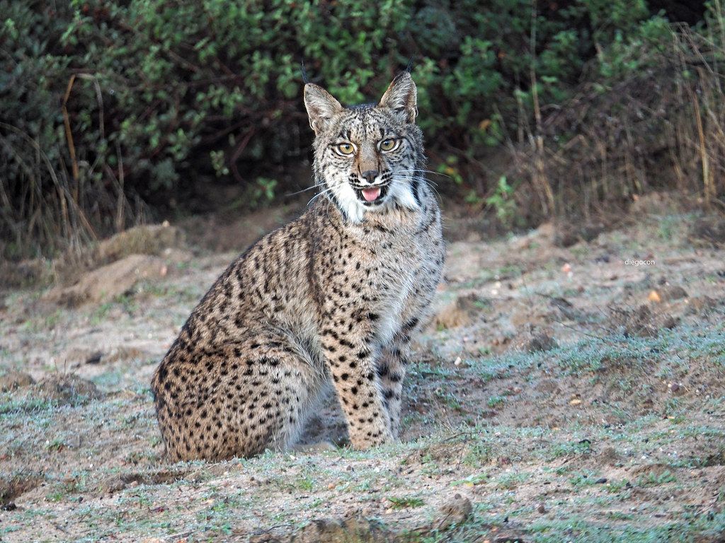1024x768 Lynx pardinus ( Lince ibérico, Iberian Lynx ). Fotografiad