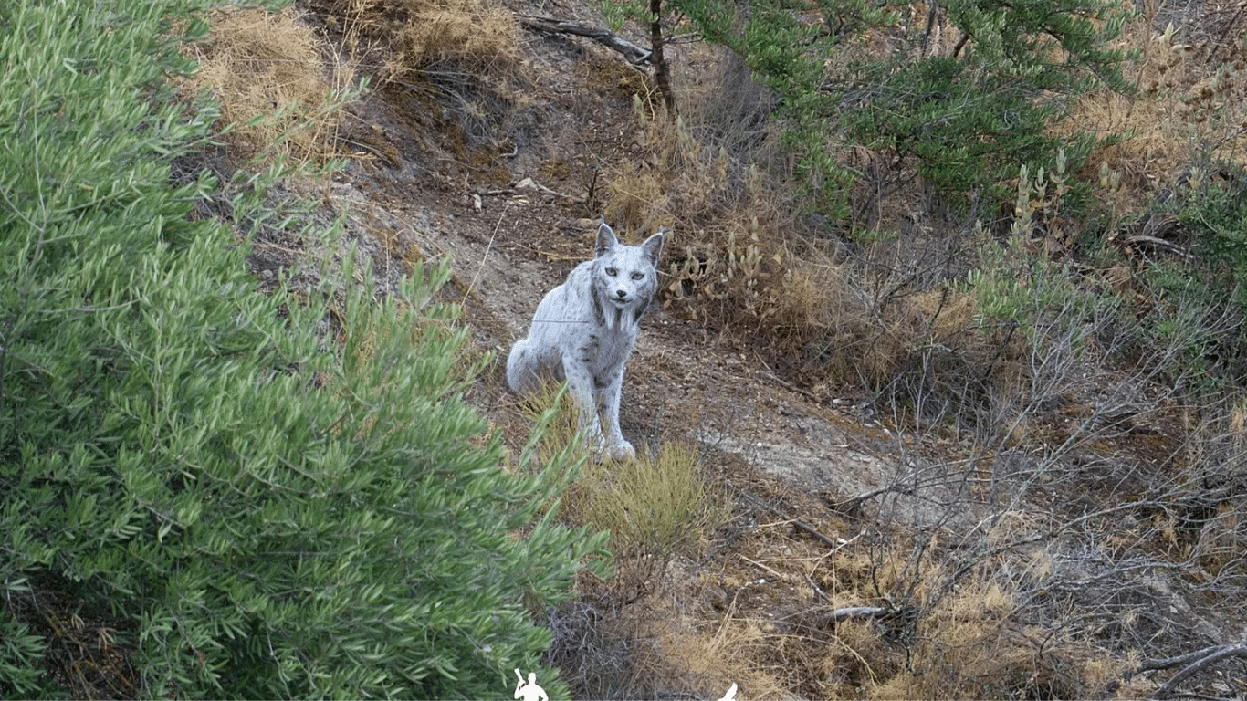 1366x768 Spanish photographer captures world's first ever white Iberian Lynx on camera Survival International