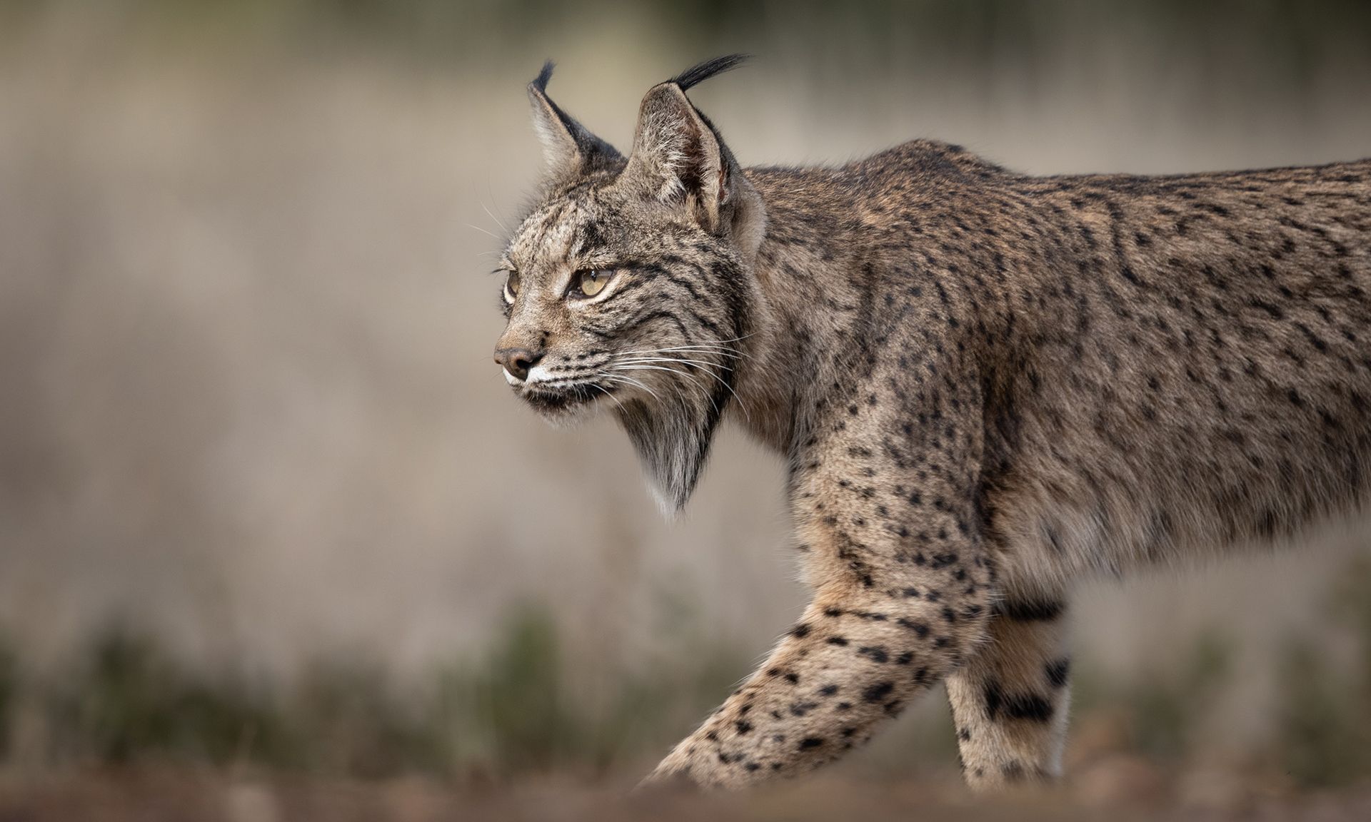 1920x1152 Iberian Lynx Archives