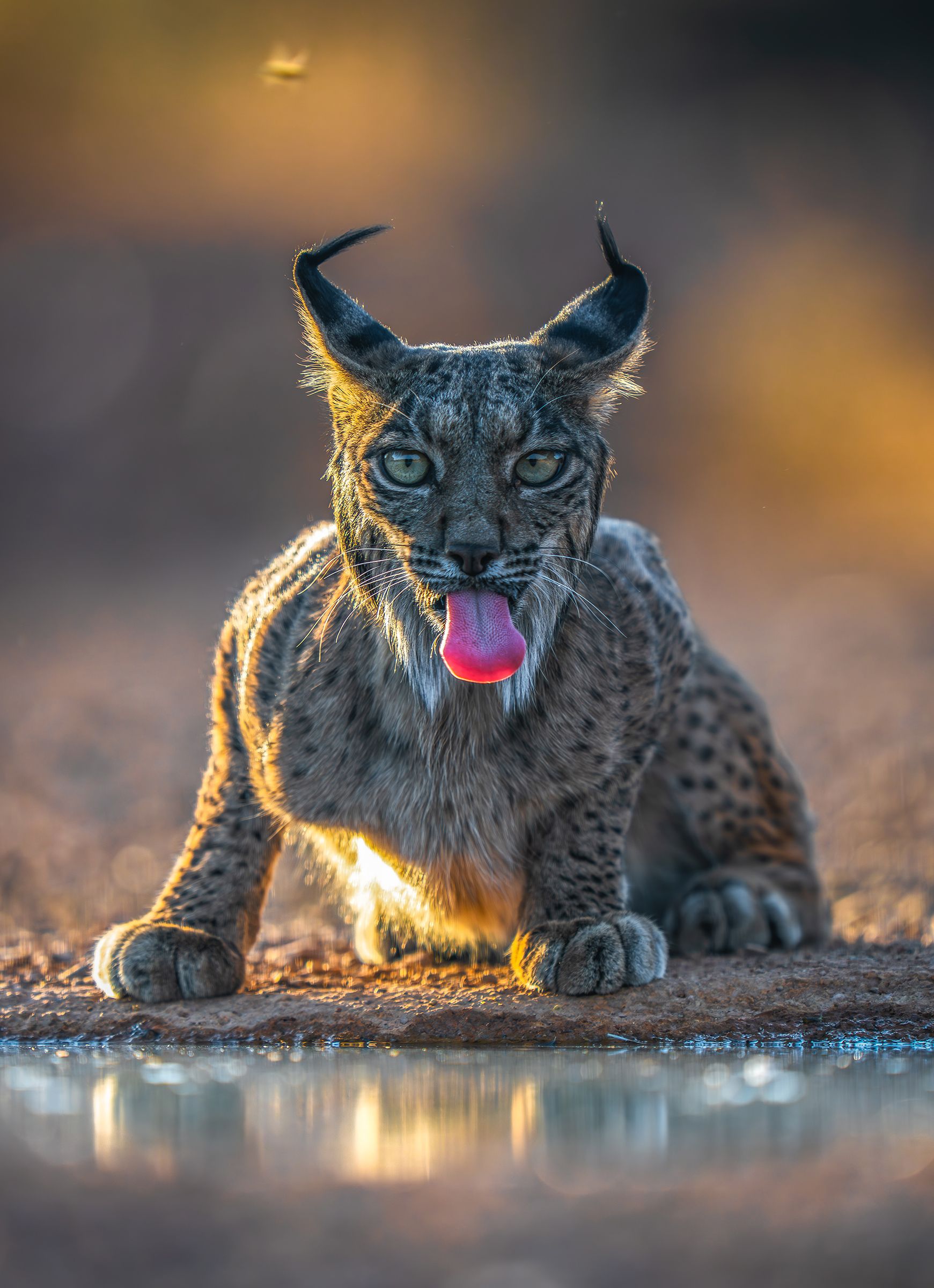 1741x2400 Return of the Missing Lynx: A Wild Comeback in Iberia