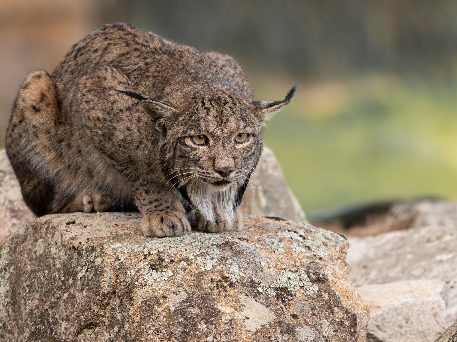 1600x1200 WINGS Birding Tours to Spain: Birding in the Land of the Lynx