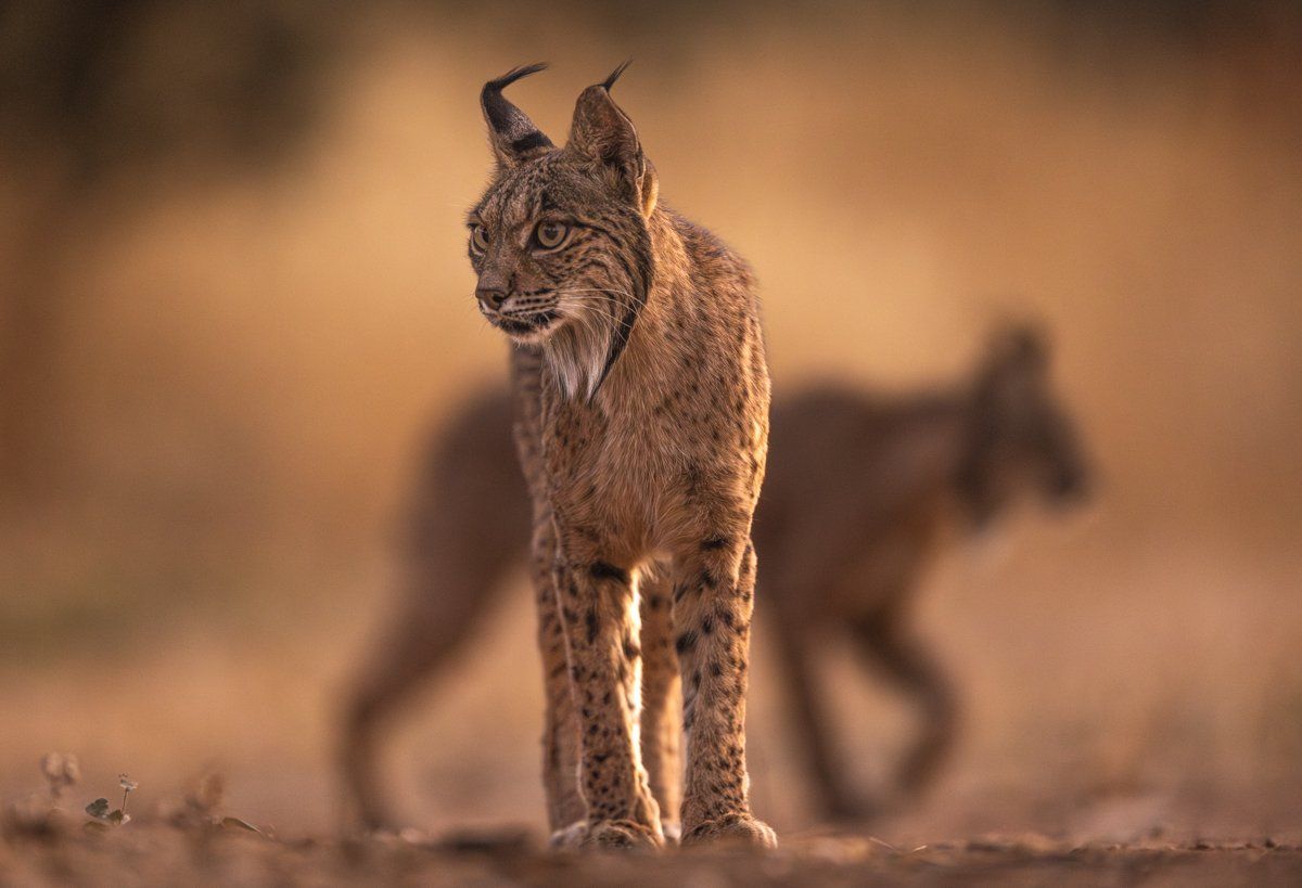 1200x819 IBERIAN LYNX: SAVING A SPECIES