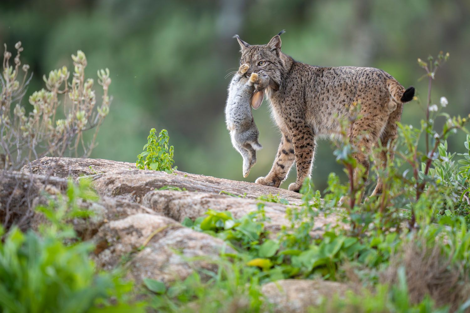 1500x1000 Iberian lynx on the hunt wins prestigious Rewilding Europe photo award 2024