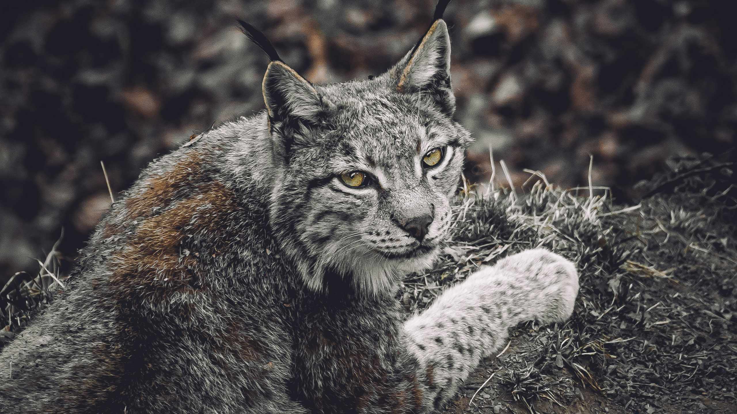 2560x1440 Iberian Lynx