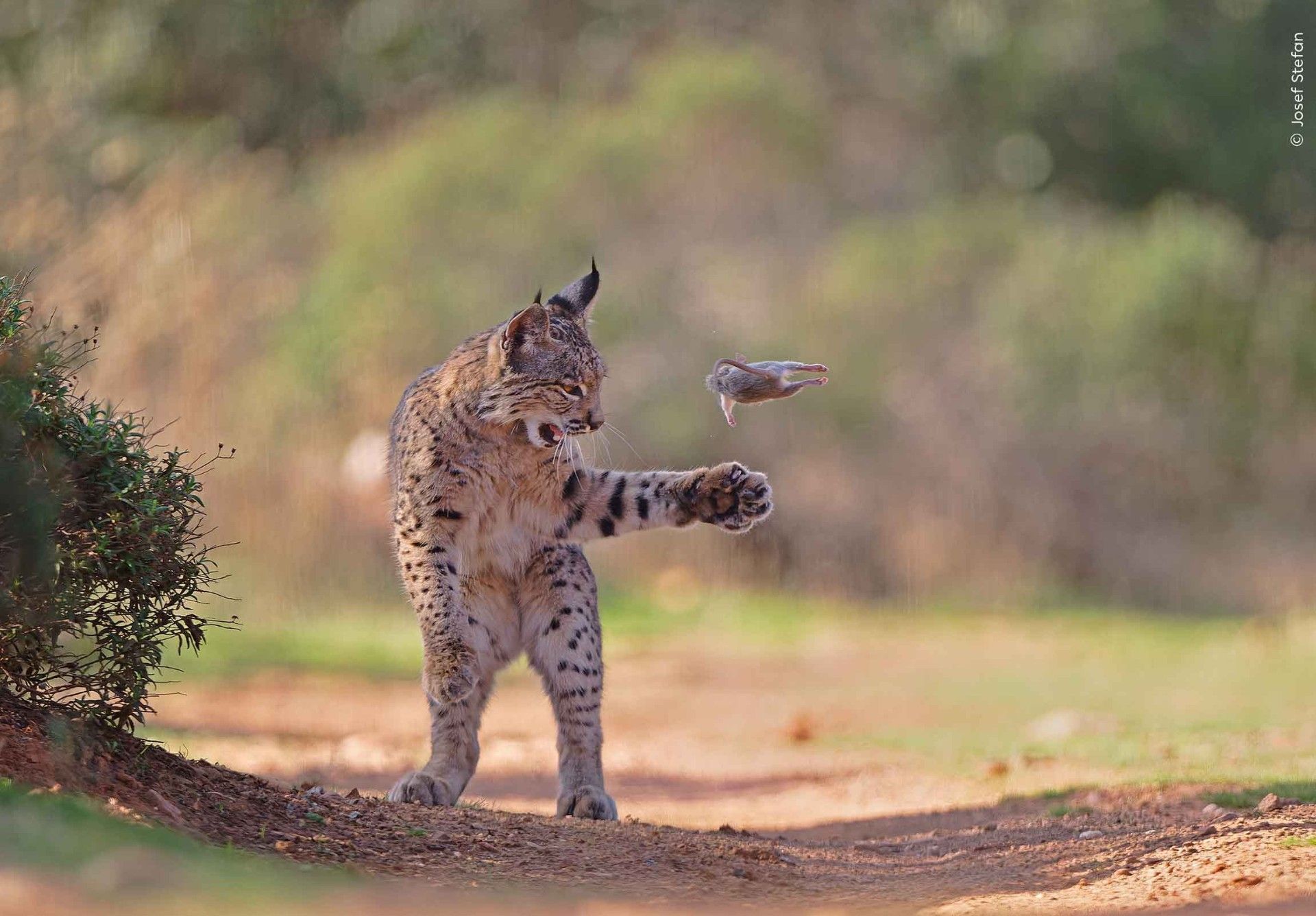 1920x1336 Lynx and rodent photo wins Wildlife Photographer of the Year public vote. Natural History Museum