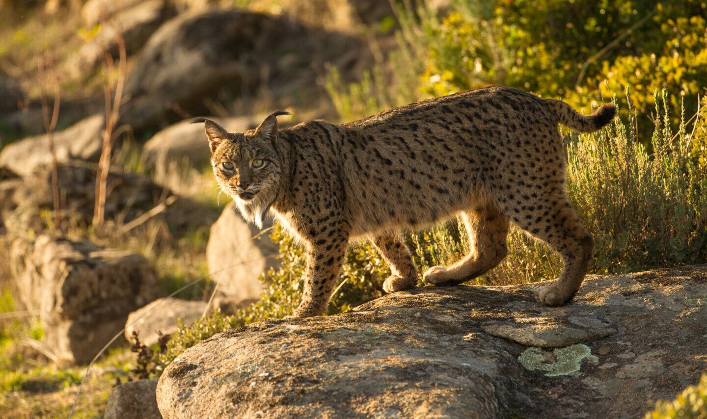 1440x854 Iberian Lynx