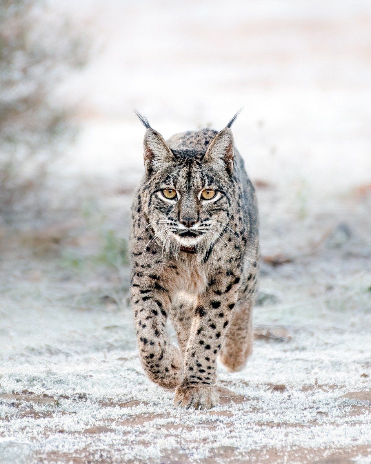 1280x1600 Winter Lynx 2027 Booked