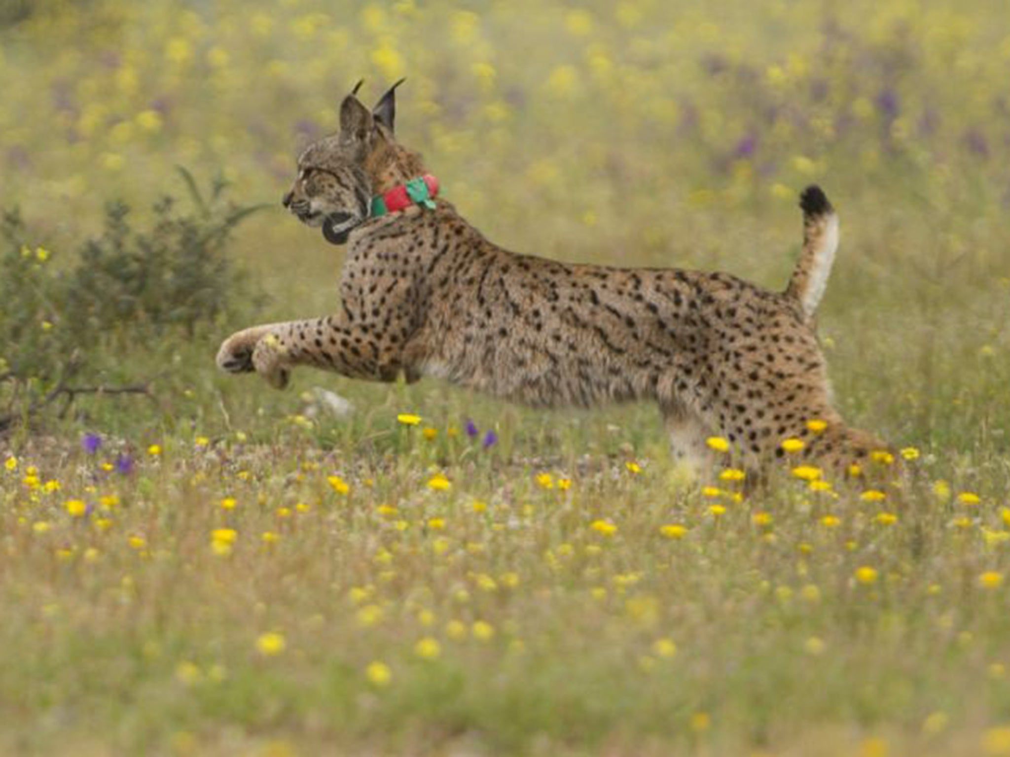 2048x1536 Iberian lynx cubs born in the wild bring hope for the world's most endangered feline species