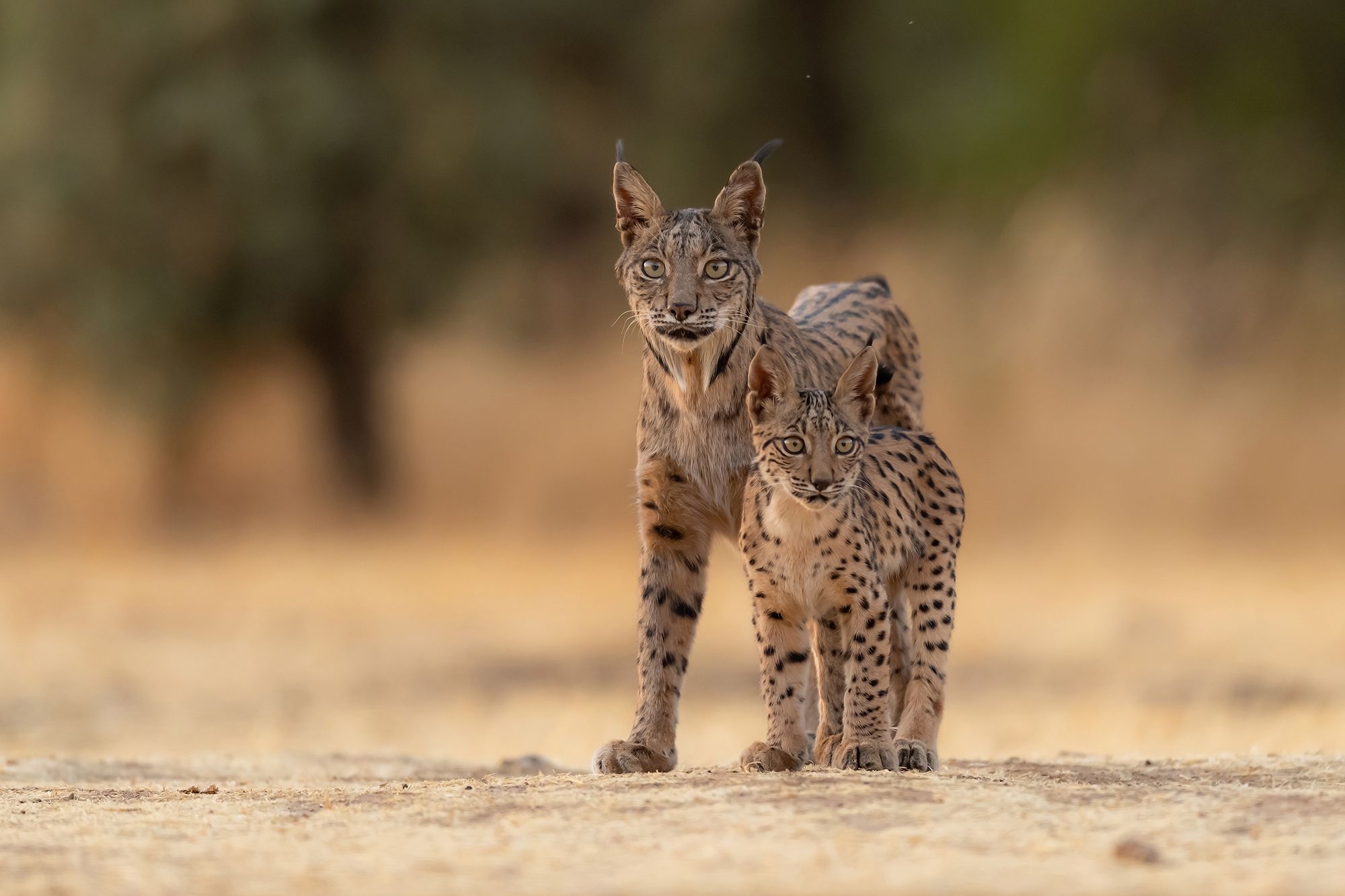 2000x1333 Iberian Lynx Photo Safari & Photo Workshop