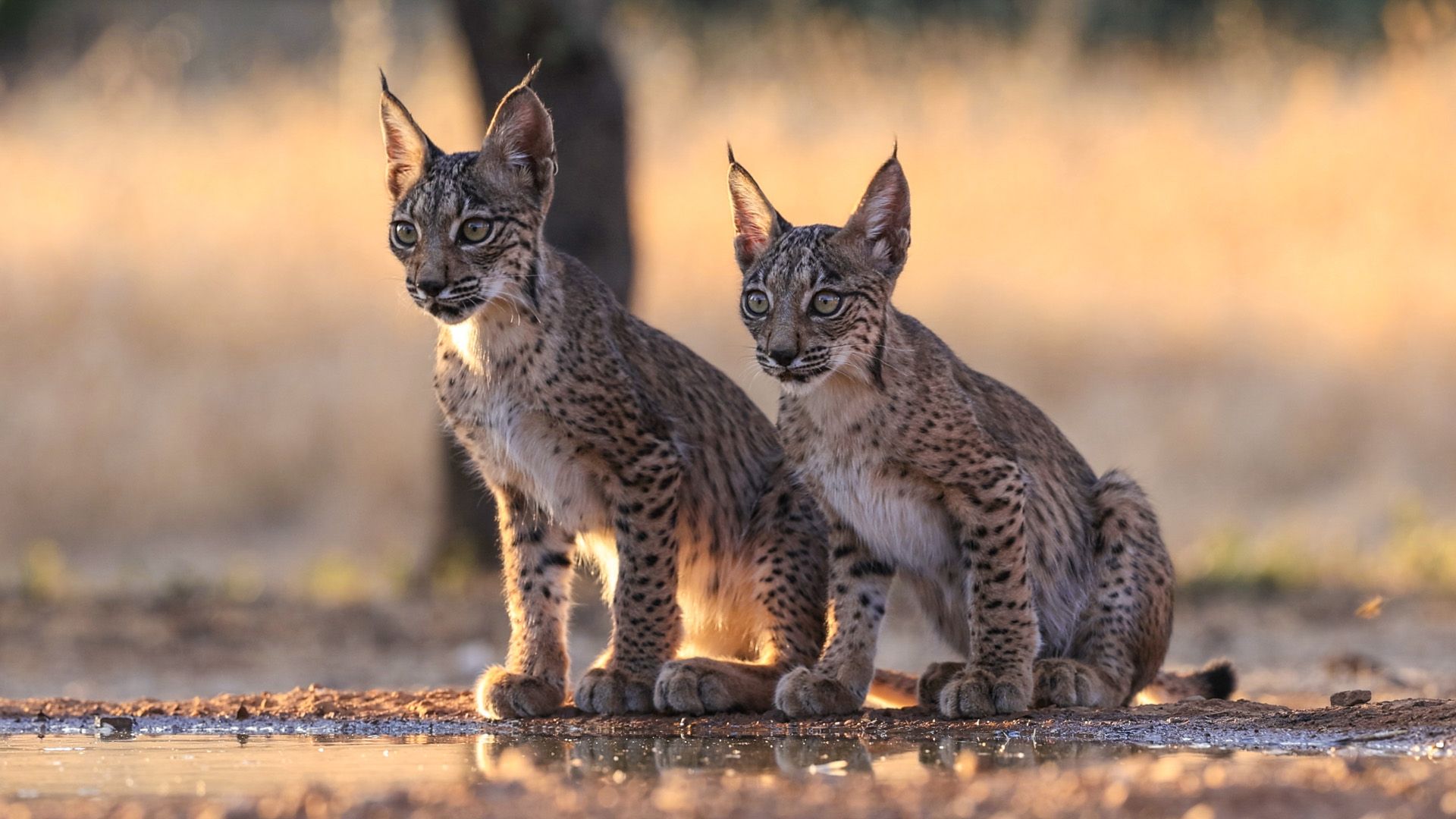 1920x1080 The Iberian Lynx Makes a Remarkable Recovery in Portugal