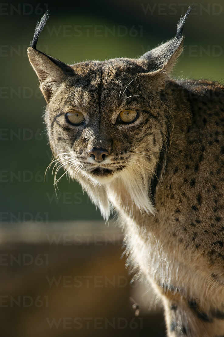 737x1106 Close Up Of An Iberian Lynx Face, Showcasing Its Piercing Yellow Eyes And Characteristic Ear Tufts Against A Soft Focus Background