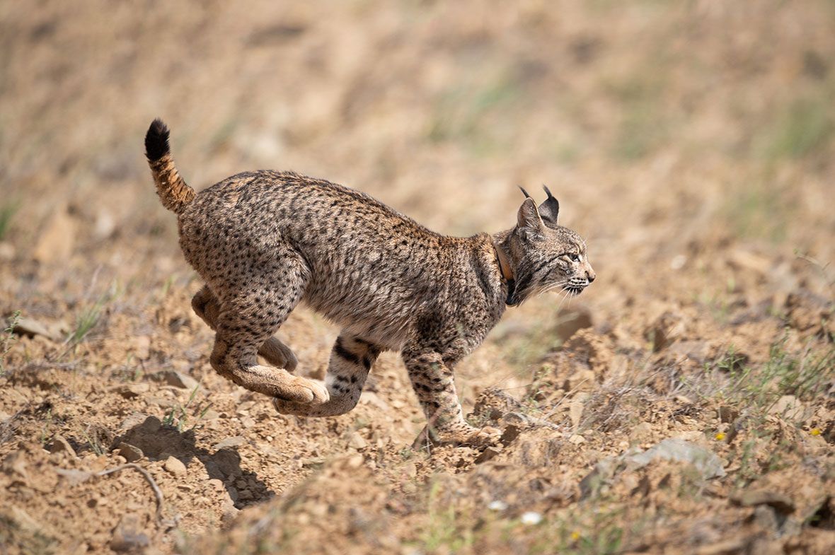 1180x785 Bounding Toward Recovery: Iberian lynx making a comeback. Conservation. Earth Touch News