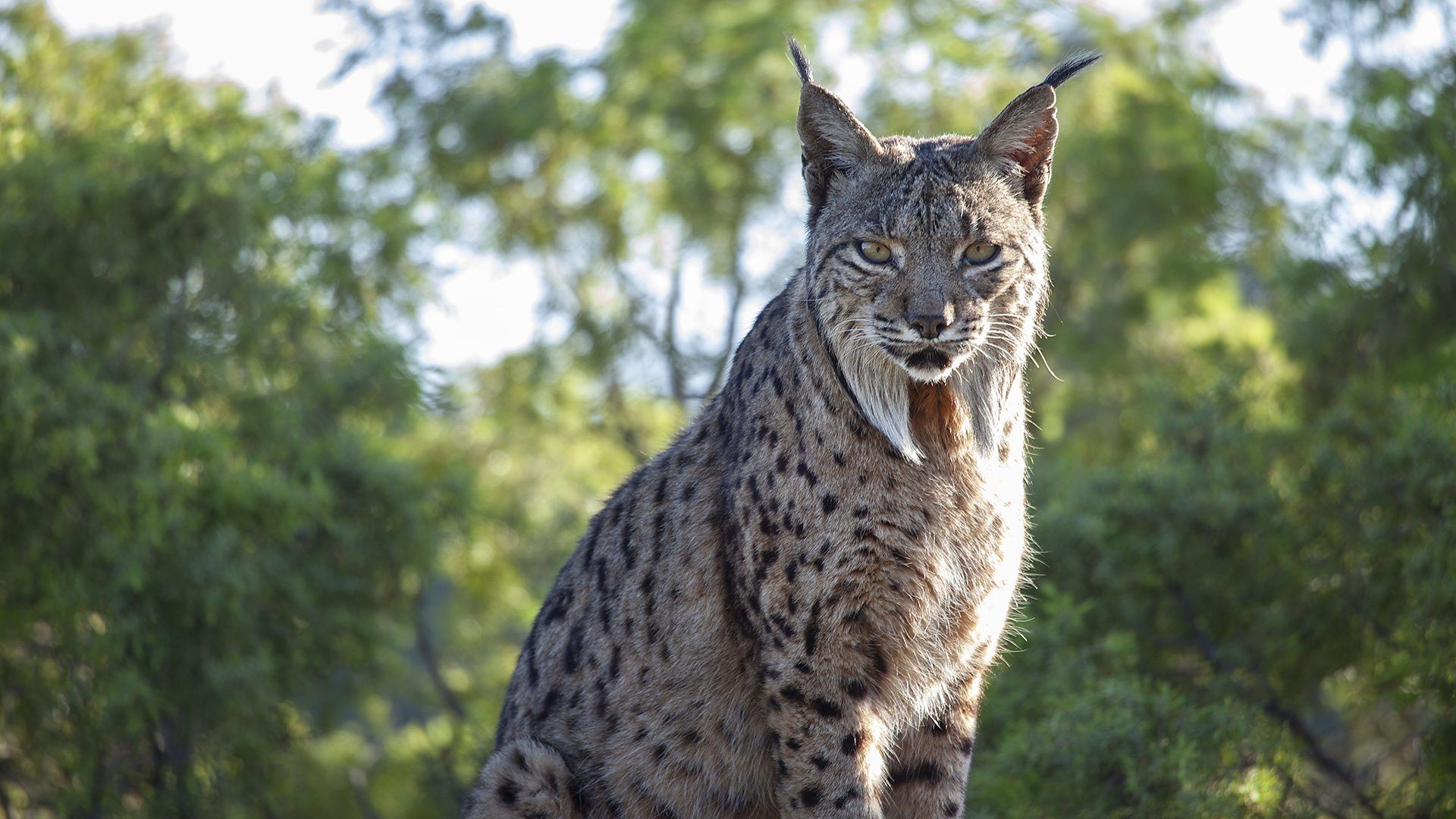 1920x1080 BBC One Worlds, One Planet lifeline for the Iberian lynx