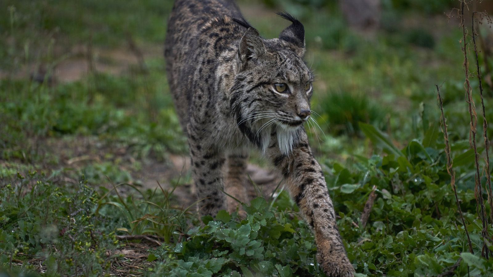 1600x900 Saving a Fussy Predator in Europe, With Help From 000 Rabbits