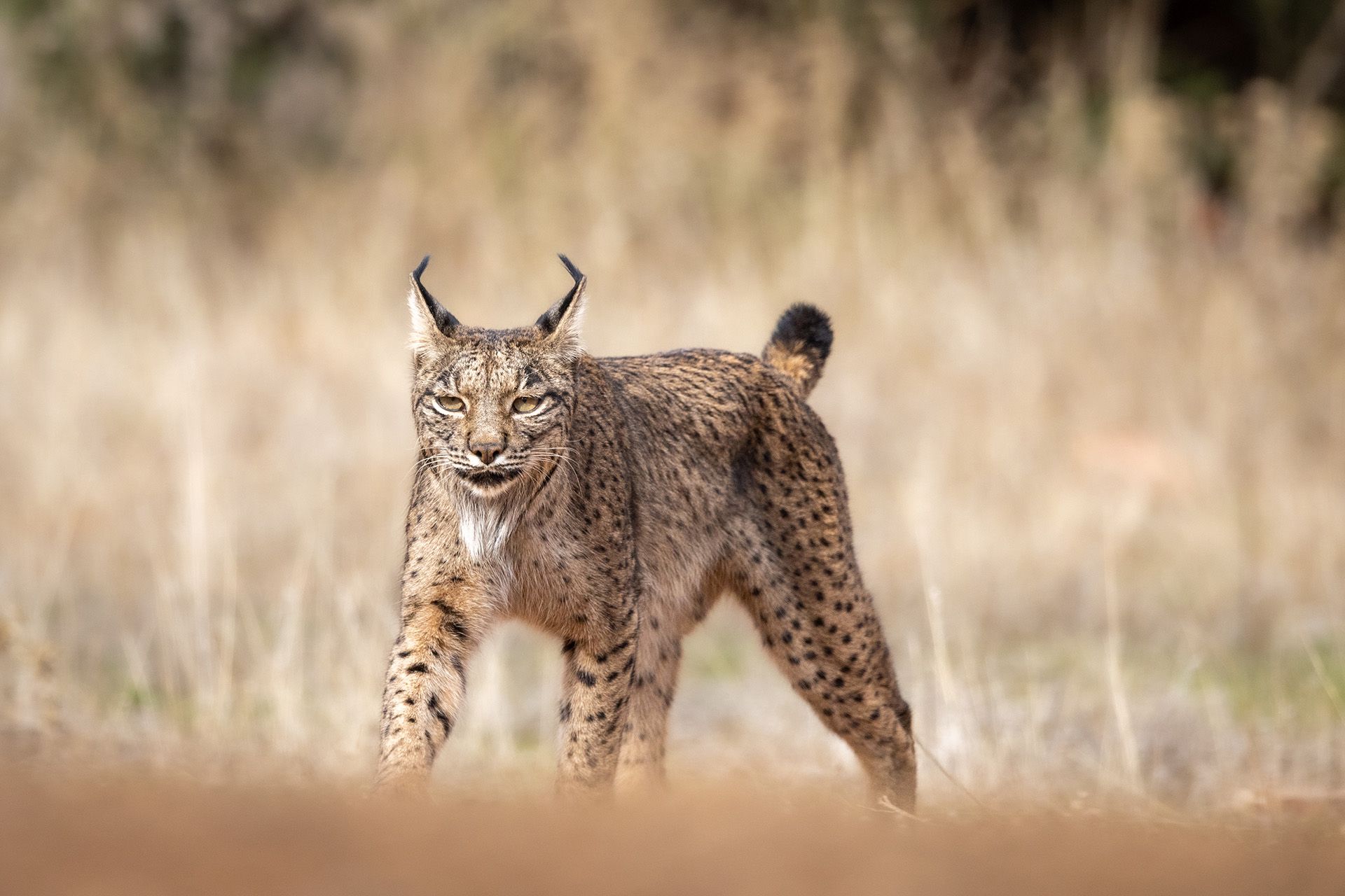 1920x1280 Iberian Lynx