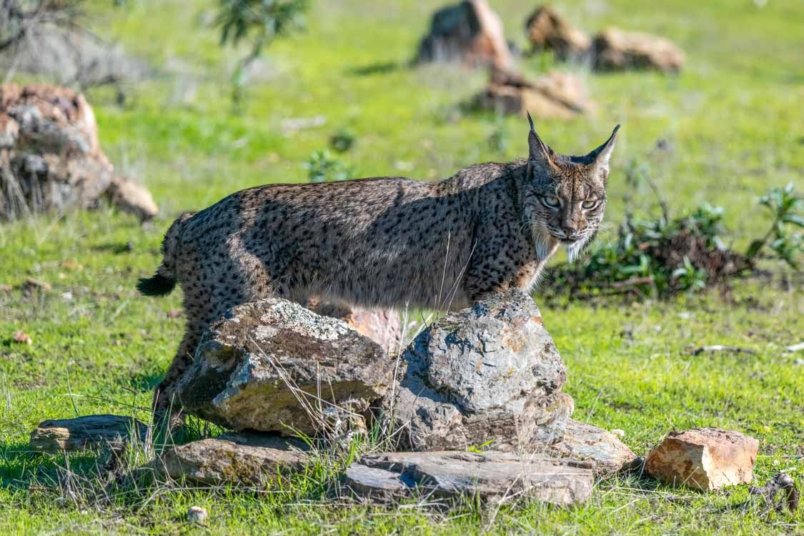 1125x750 Iberian Lynx, 3rd time lucky!. Backcountry Gallery Photography Forums