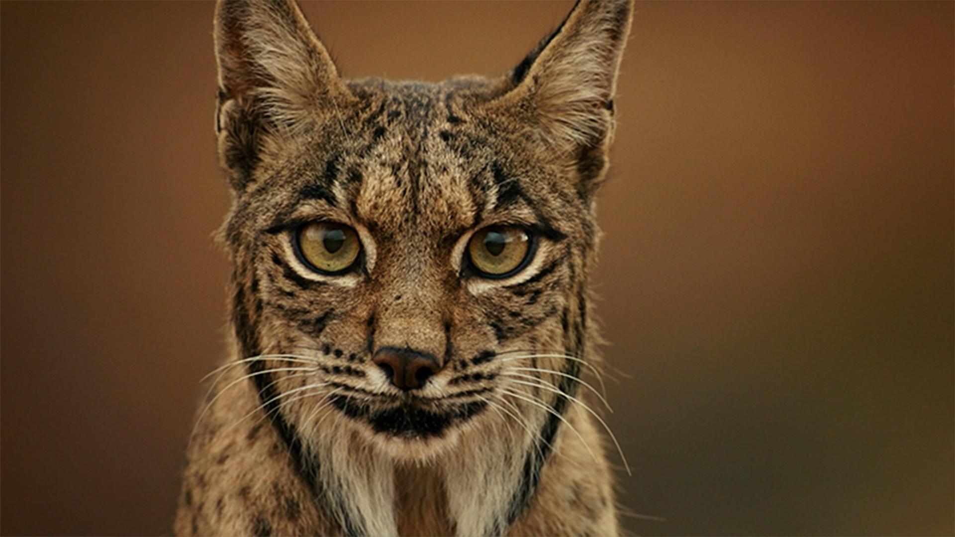 1920x1080 Lynx