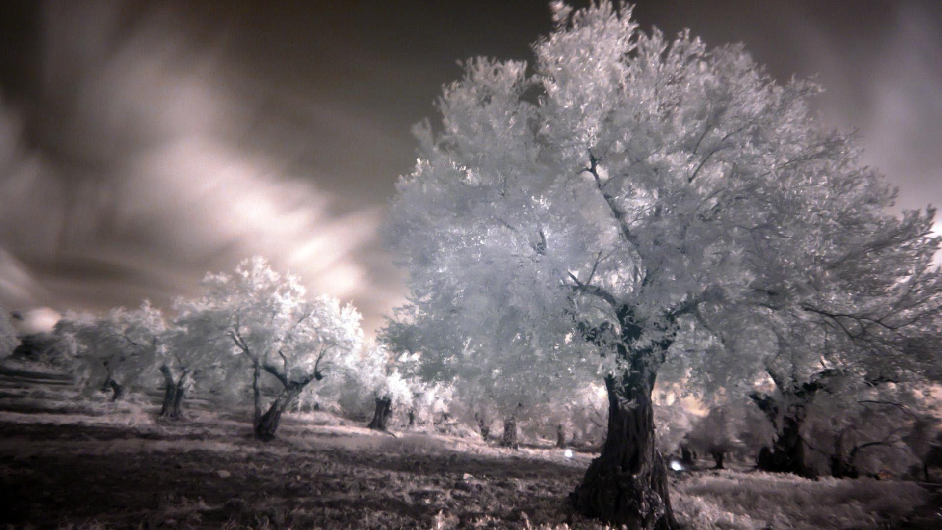 1920x1080 Fairy forest