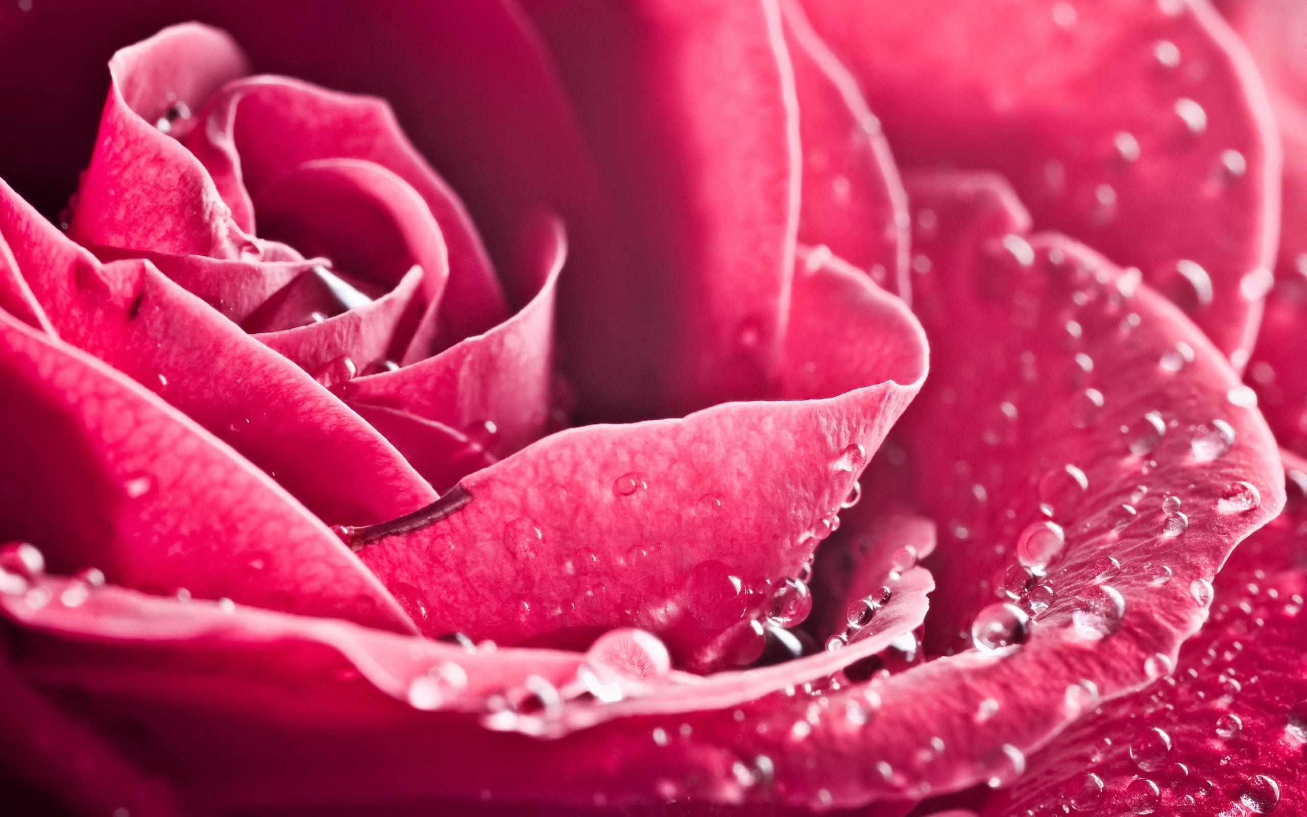 2560x1600 Wallpaper 4k Special Rose Rose, Special